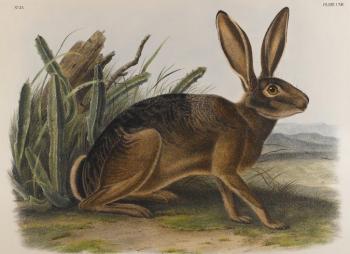 John James Audubon : California hare